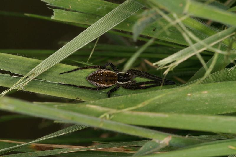 Dolomedes_fimbriatus_D5109_Z_88_Canal du Nivernais_Frankrijk.jpg